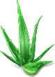 Aloe